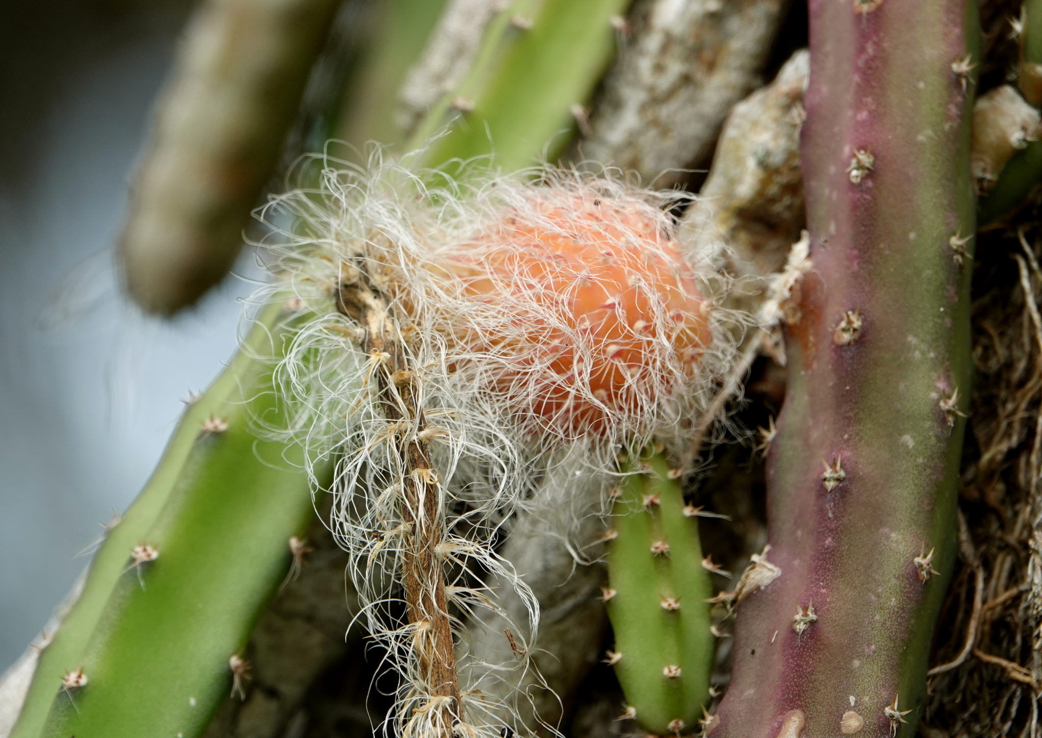 Selenicereus grandiflorus